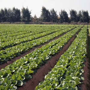 Agricultural lands for sale in egypt