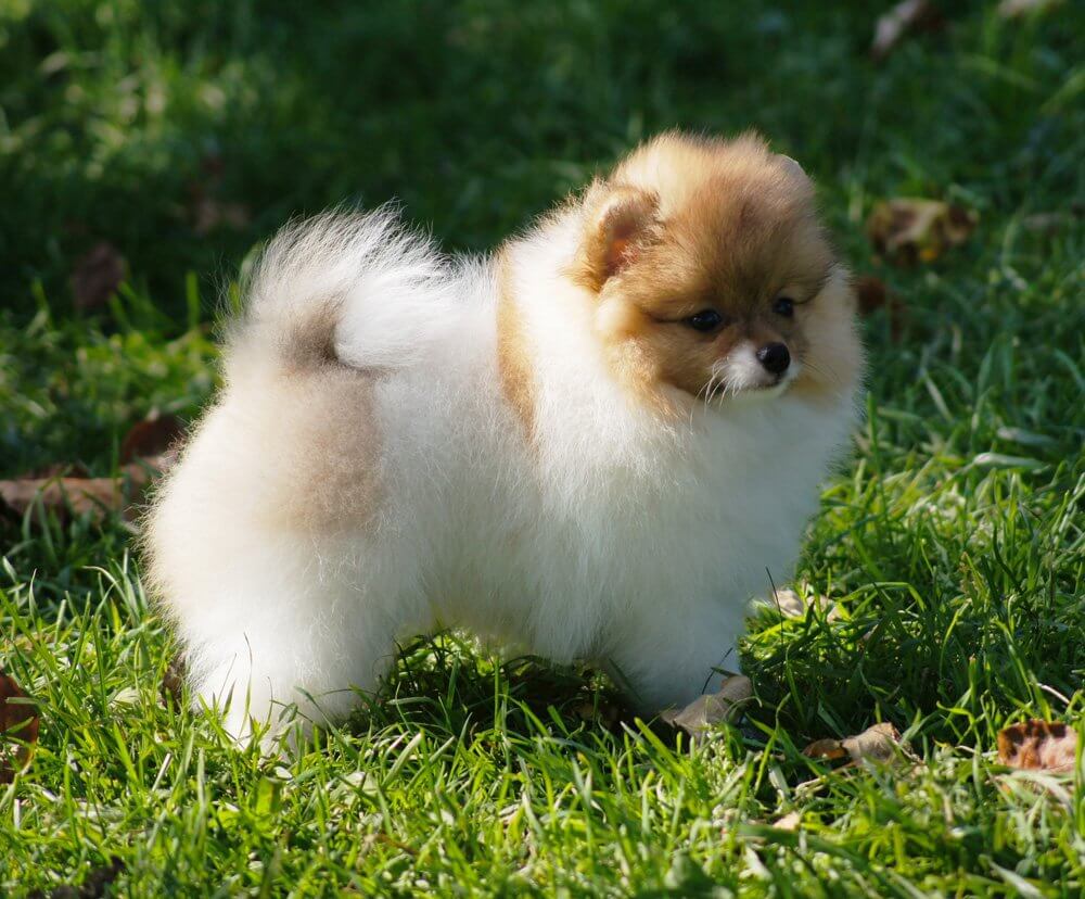 Dog friendly areas in Dubai (per dog breed) propertyfinder.ae blog