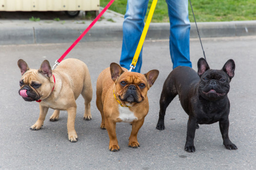 Three pugs