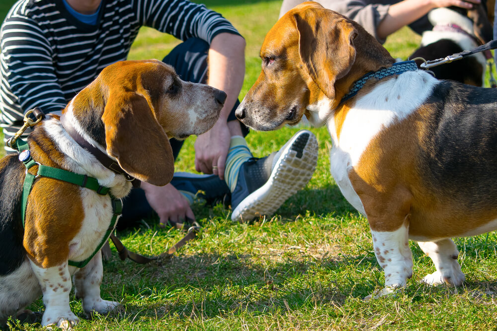 Two Basset Hounds meeting