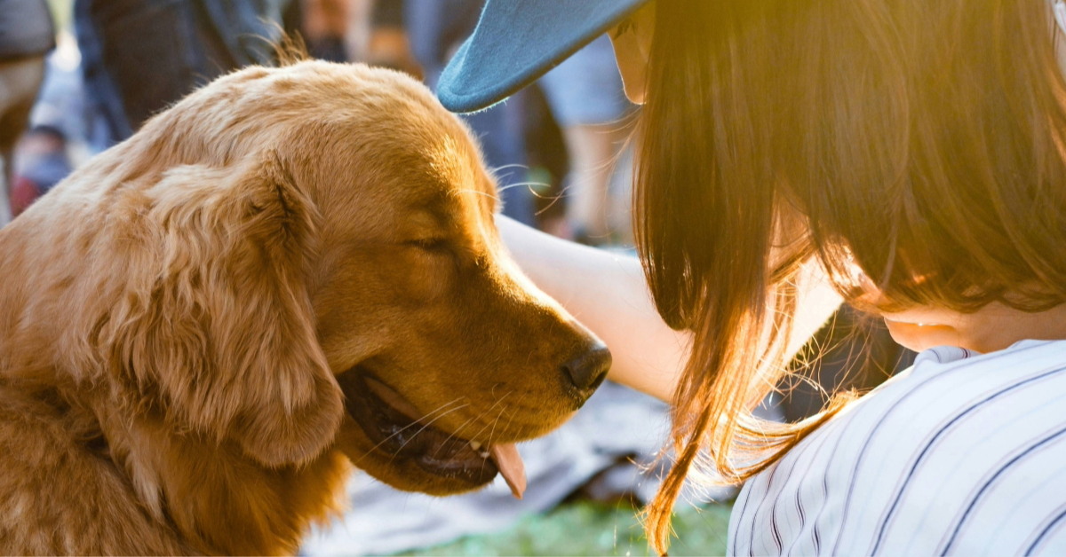 A woman petting a Golden Retriever