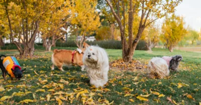 4 dogs in a park