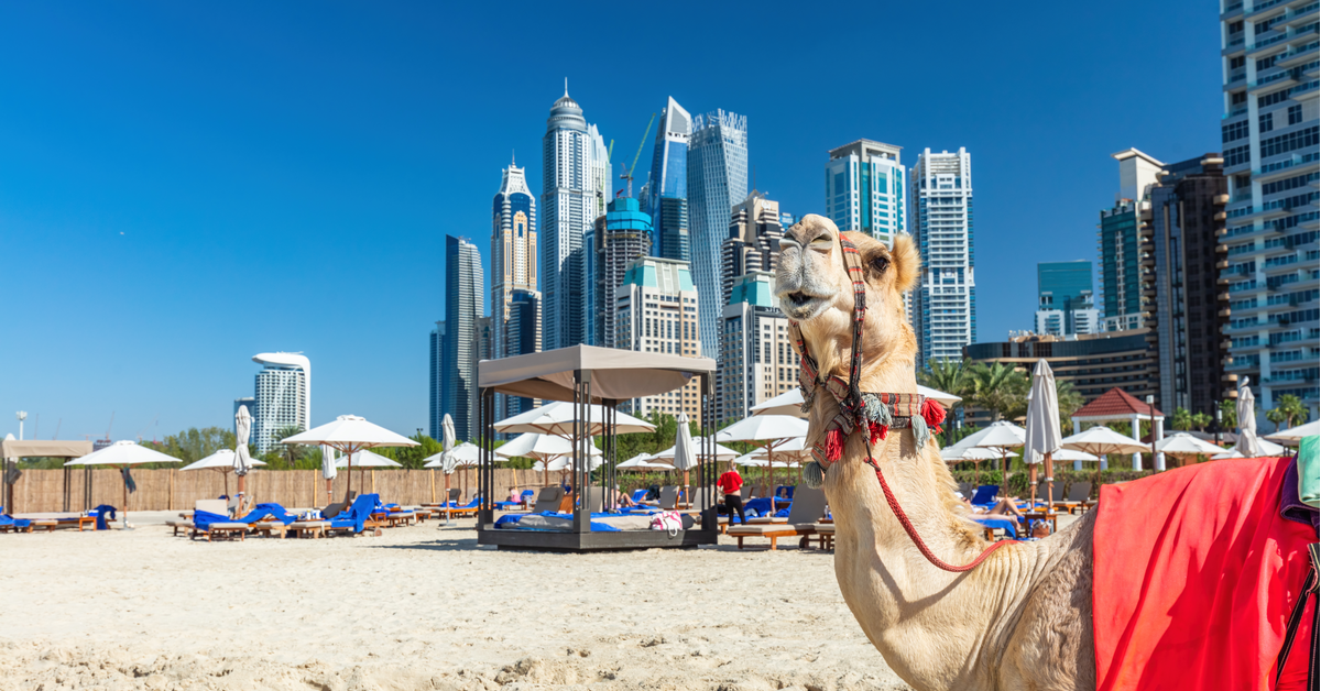 Camel riding on Dubai jumeirah beach with marina skyscrapers in UAE