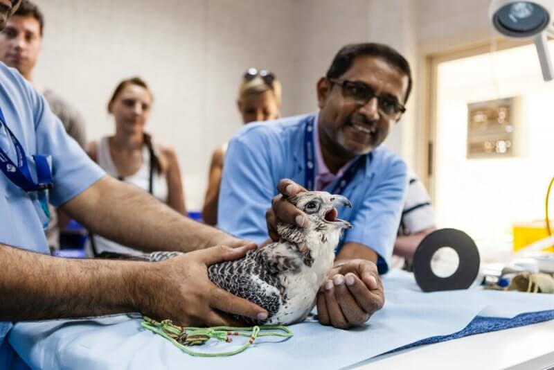 The Abu Dhabi Falcon Hospital has an animal shelter and offers tours of the facility.