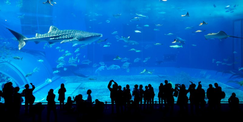 The Dubai Aquarium is filled with 10,000,000 liters of water and contains around 140 species of thousands of aquatic creatures.