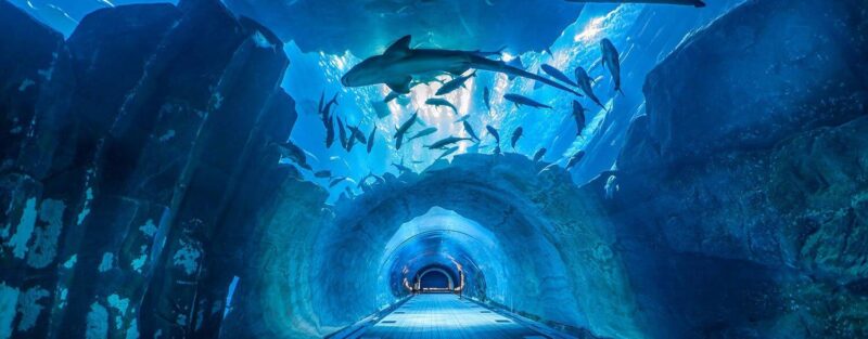 Dubai-Aquarium-Underwater-Zoo