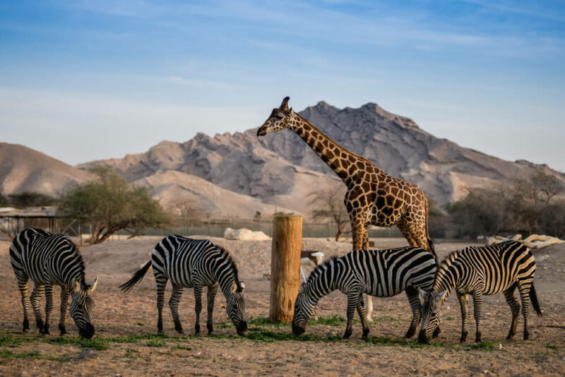 Al Ain Zoo