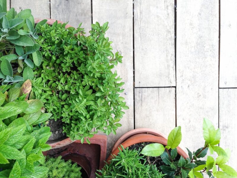 garden in small balcony