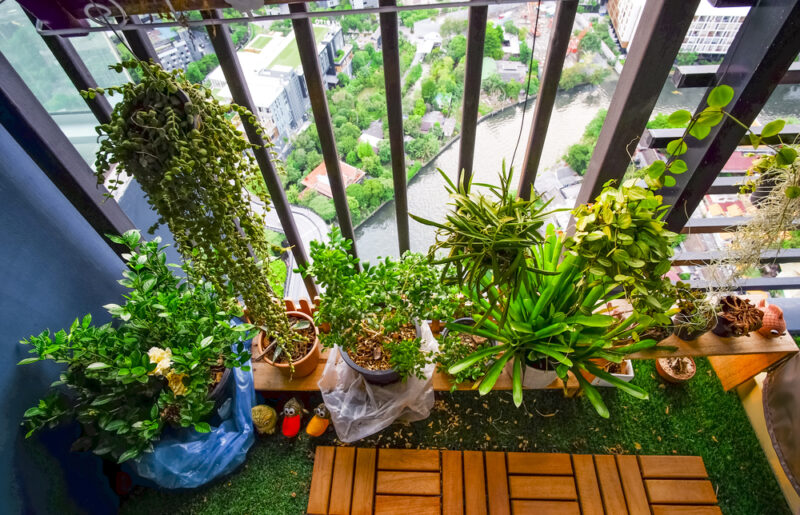 Small balcony plants