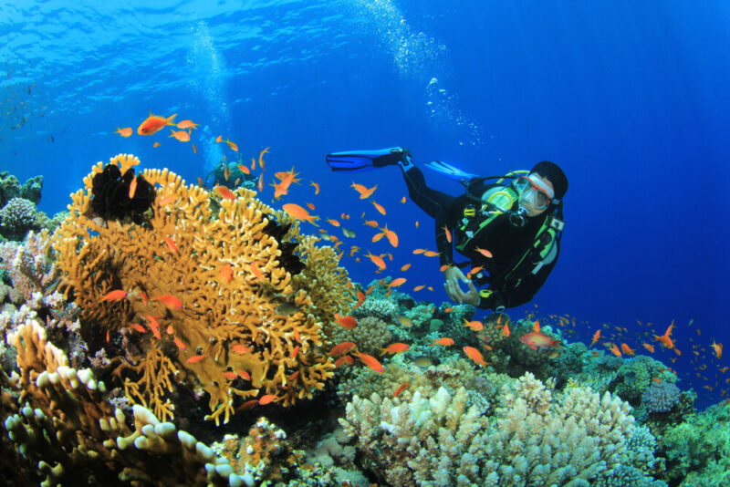 Scuba Diving in Fujairah