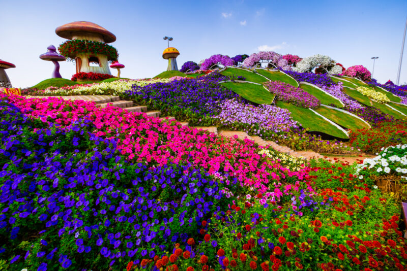 hilltop dubai miracle garden