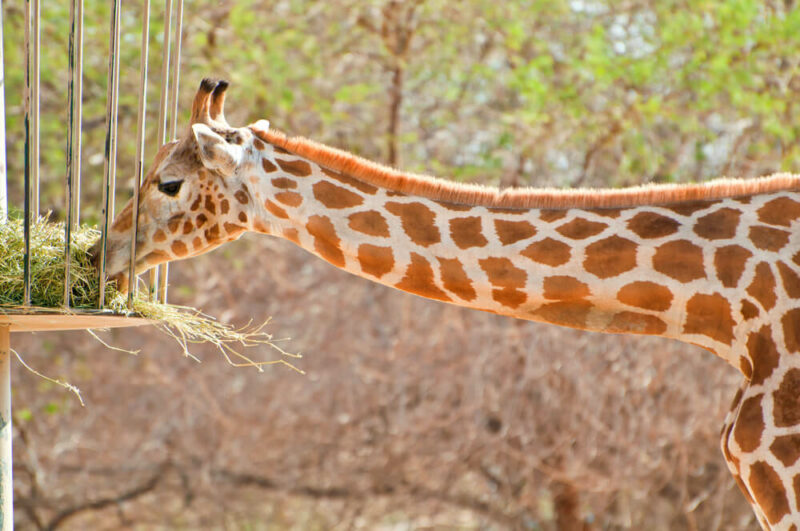 Dubai Safari Park