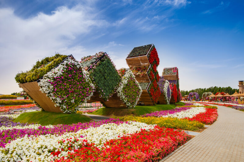 flowers in dubai miracle garden