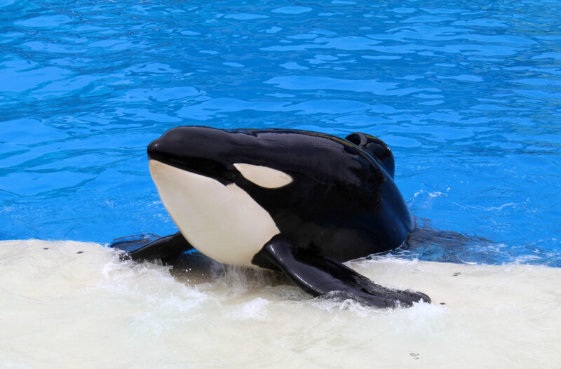 Seaworld abu dhabi opening date