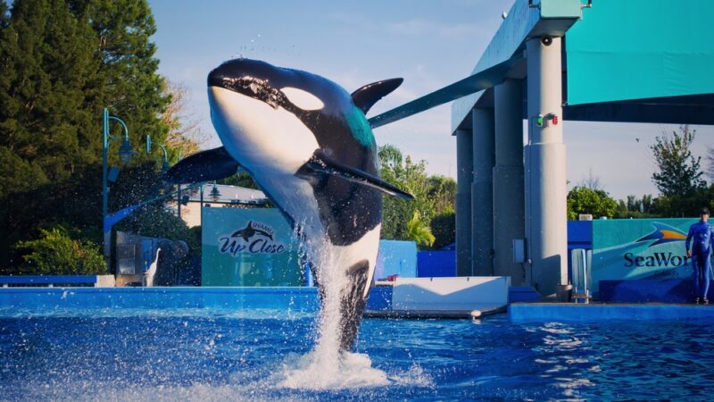 seaworld abu dhabi