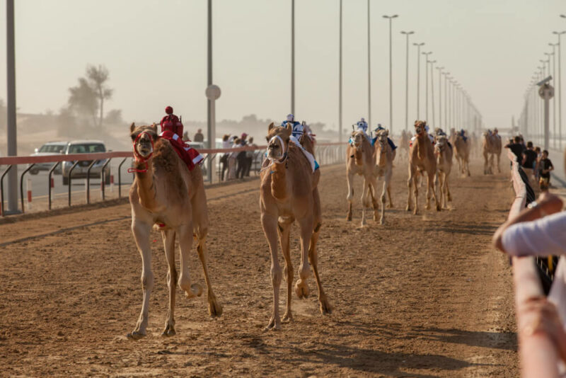 camel race track Ras Al Khaimah	