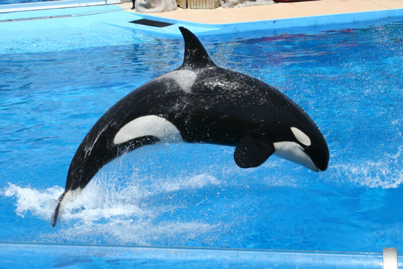 seaworld abu dhabi attractions
