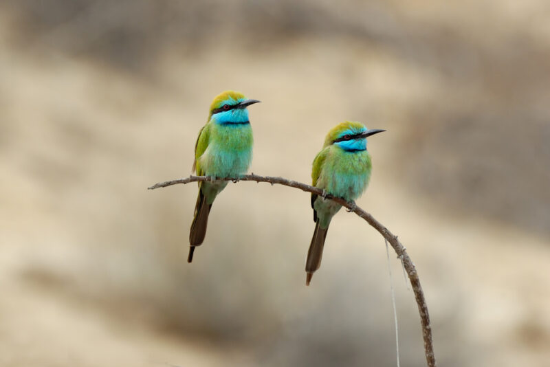 wildlife center sharjah