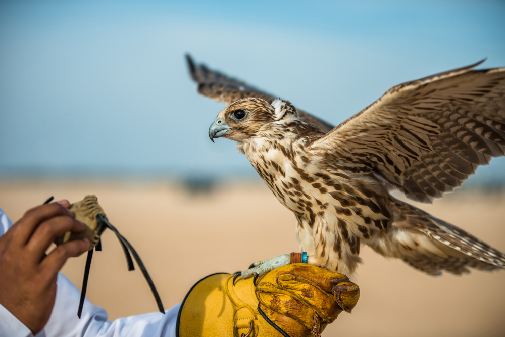 falcon in UAE