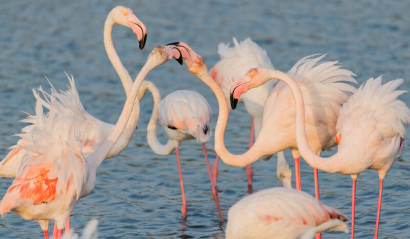 Ras Al Khor Sanctuary