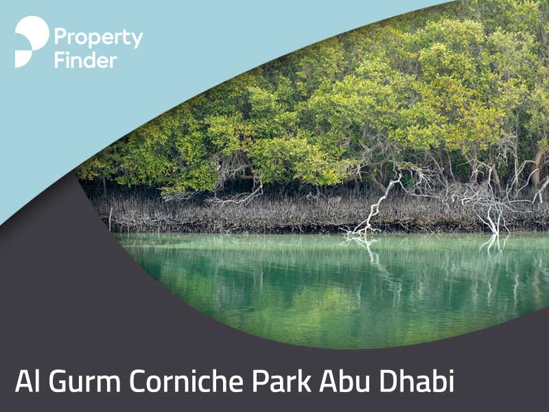 Al Gurm Corniche Park: A Mangrove Sight to Behold