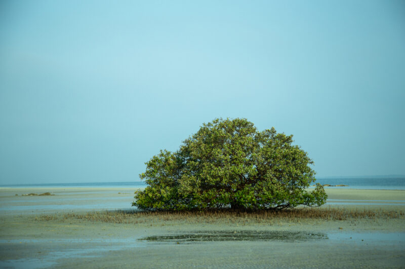 mangrove tree abu dhabi