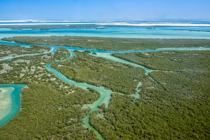 mangroves abu dhabi