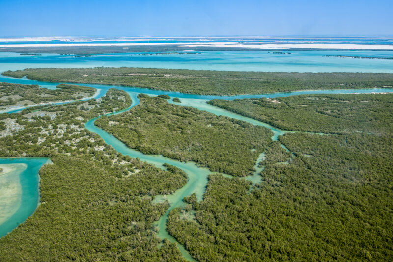 mangroves abu dhabi