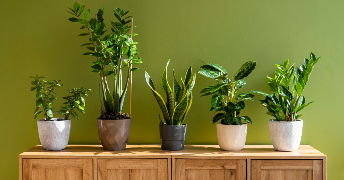 Indoor planting