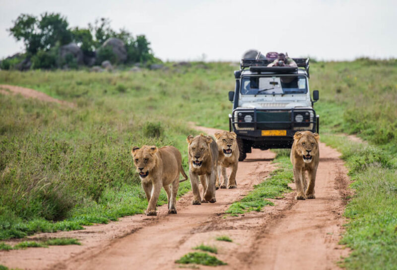Sharjah Safari Park: Your Doors to Africa - Property Finder Blog UAE