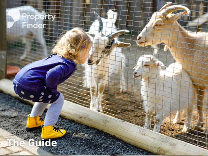 Umm Al Quwain Zoo An Adventure for the Entire Family