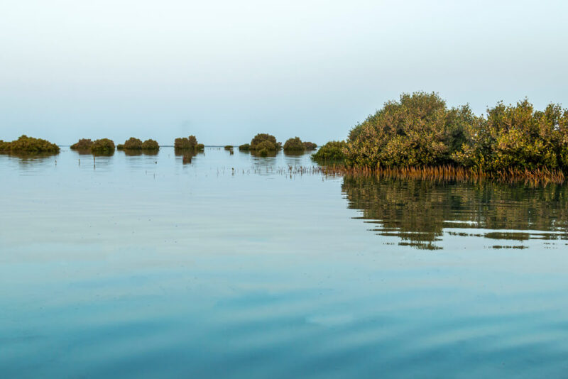 mangrove beach umm al quwain