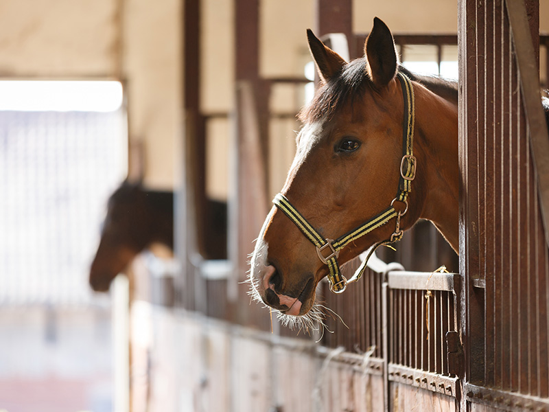 Al Reef Abu Dhabi Stables 