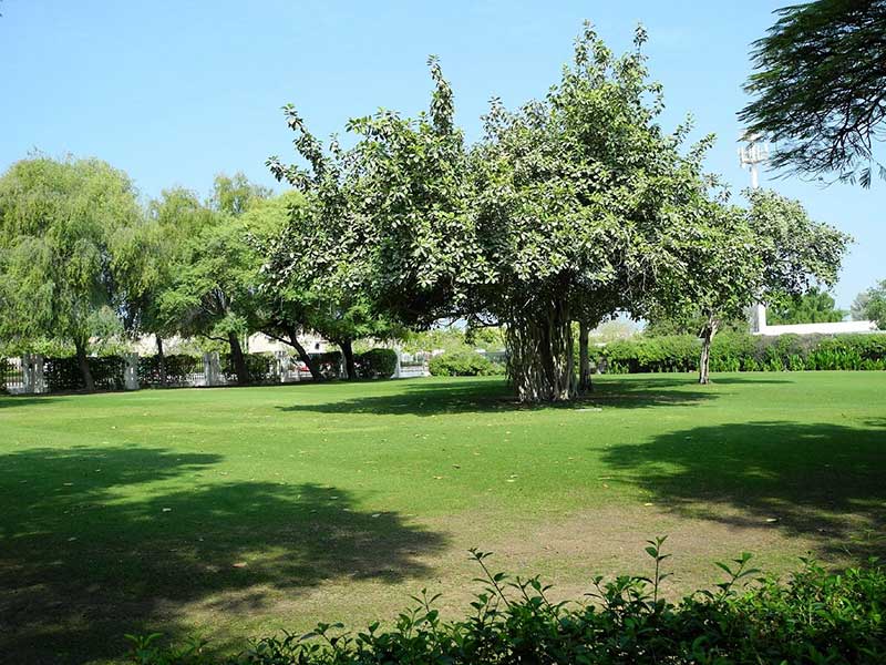 المساحات الخضراء في الحديقة