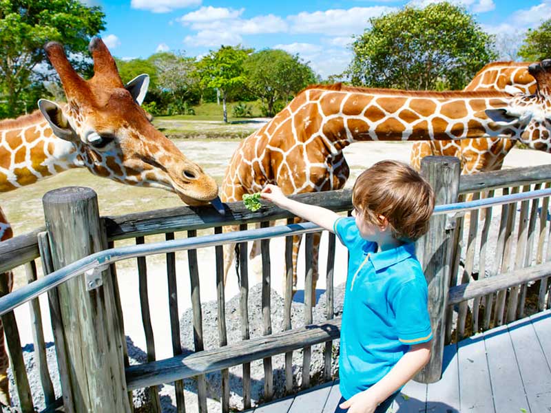 kid in Dubai Safari Park