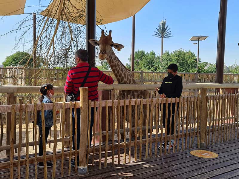 giraffe in Dubai Safari Park