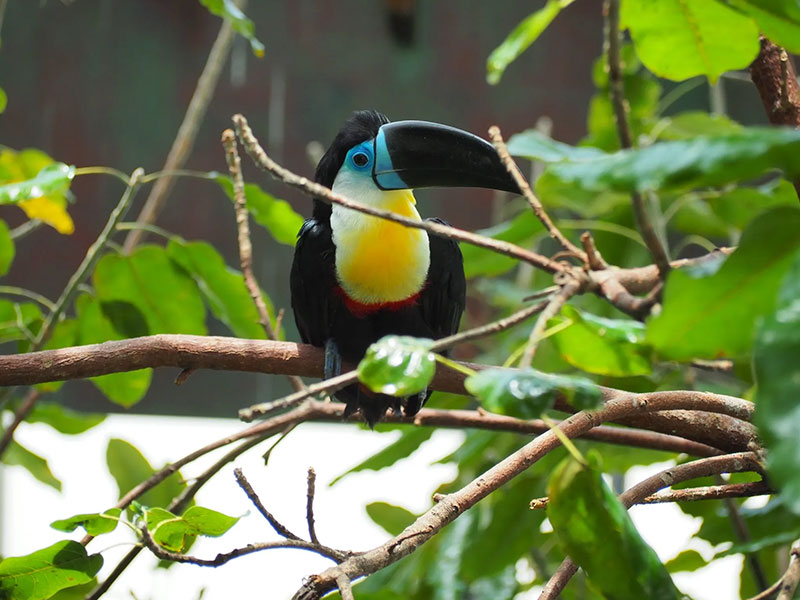 bird at Green Planet Dubai