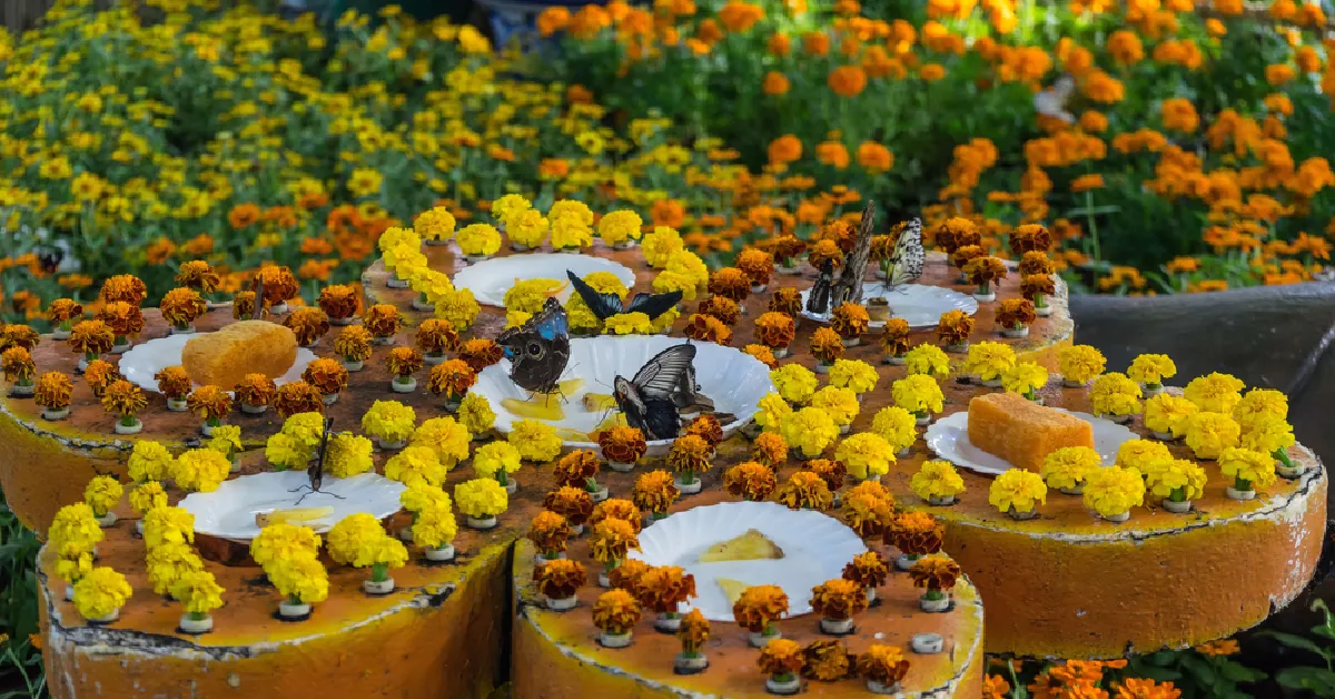 حديقة الفراشات دبي