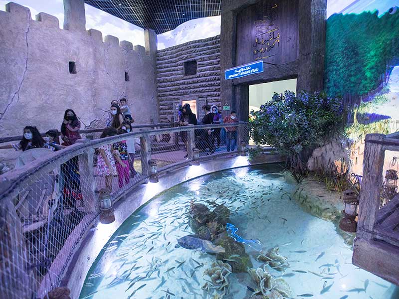 Aquarium Abu Dhabi Sharks 