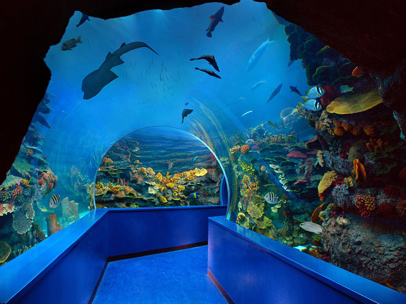 tunnel Sharjah Aquarium