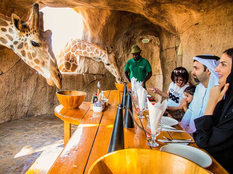 الافطار مع الزرافات داخل حديقة الإمارات للحيوانات