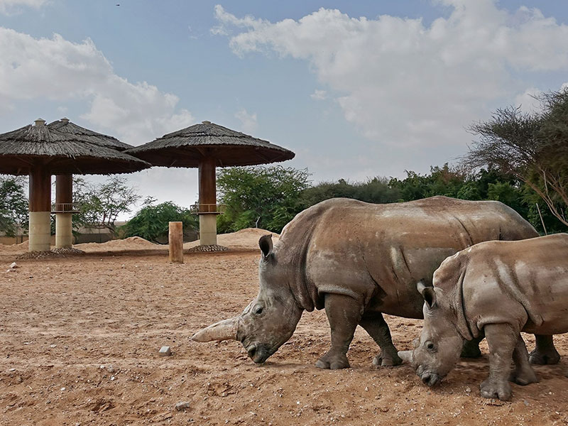 وحيد القرن في حديقة حيوانات العين