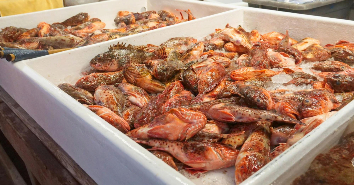 Types of fish at the fish market