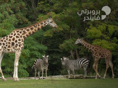 جولة في حديقة حيوانات ام القيوين