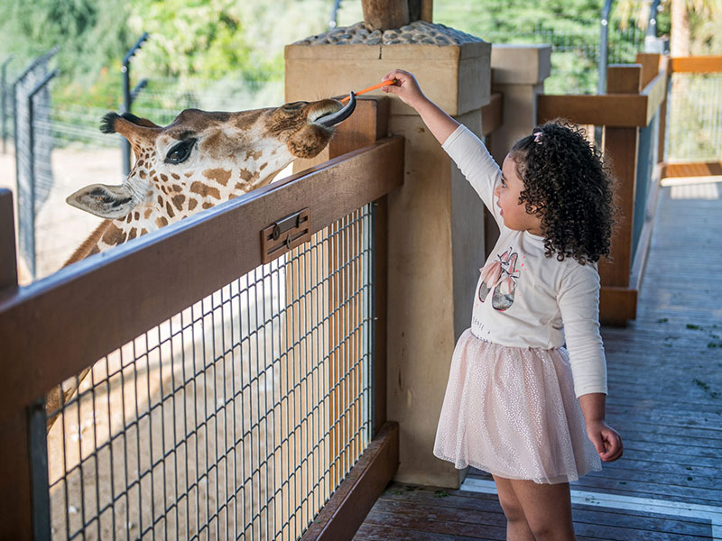 Ajman Zoo