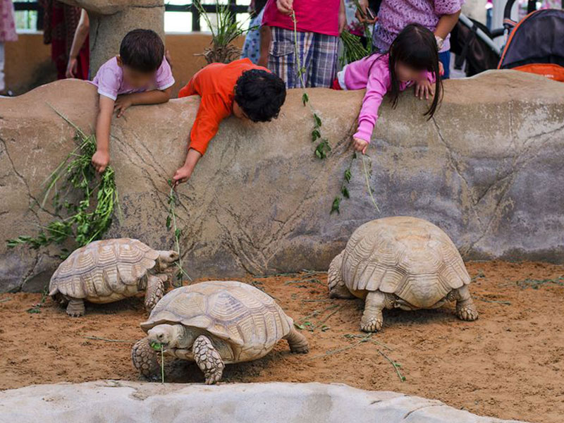 Turtle zoo 