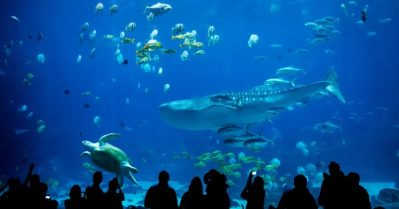 seaworld abu dhabi