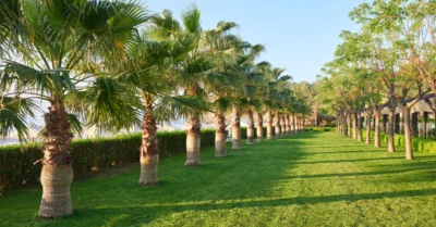 Rows of trees in Al Nahda Park in Sharjah