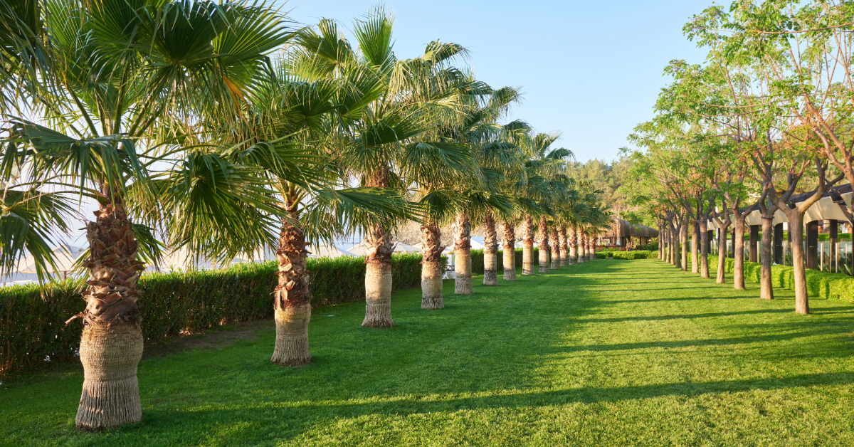 Rows of trees in Al Nahda Park in Sharjah
