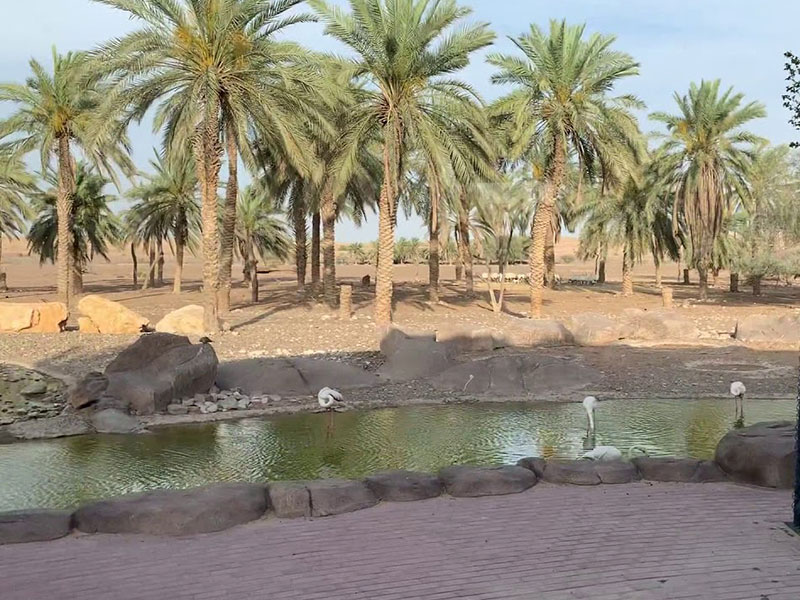 trees in Sharjah Desert Park